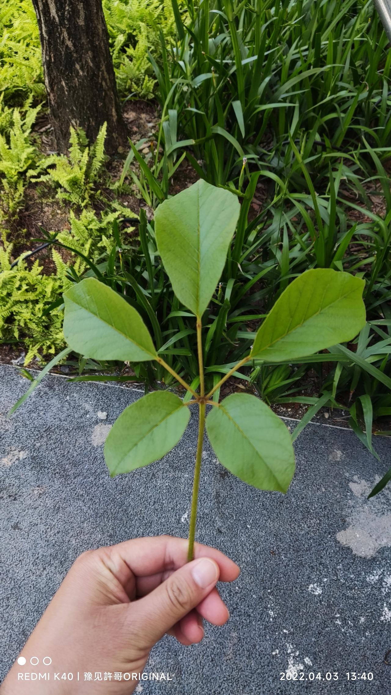 吉利缤越 燃油宝到底有没有用？