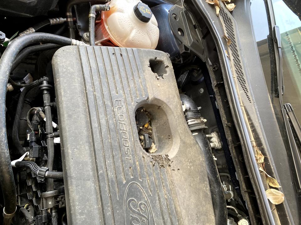 福特锐际 车子的发动机舱有猫钻进去了，把引擎保护盖和引擎隔热棉都抓破了，哪里有卖这两个东西的？