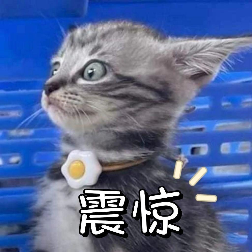 欧拉芭蕾猫 女孩子的钱真的这么好赚吗？