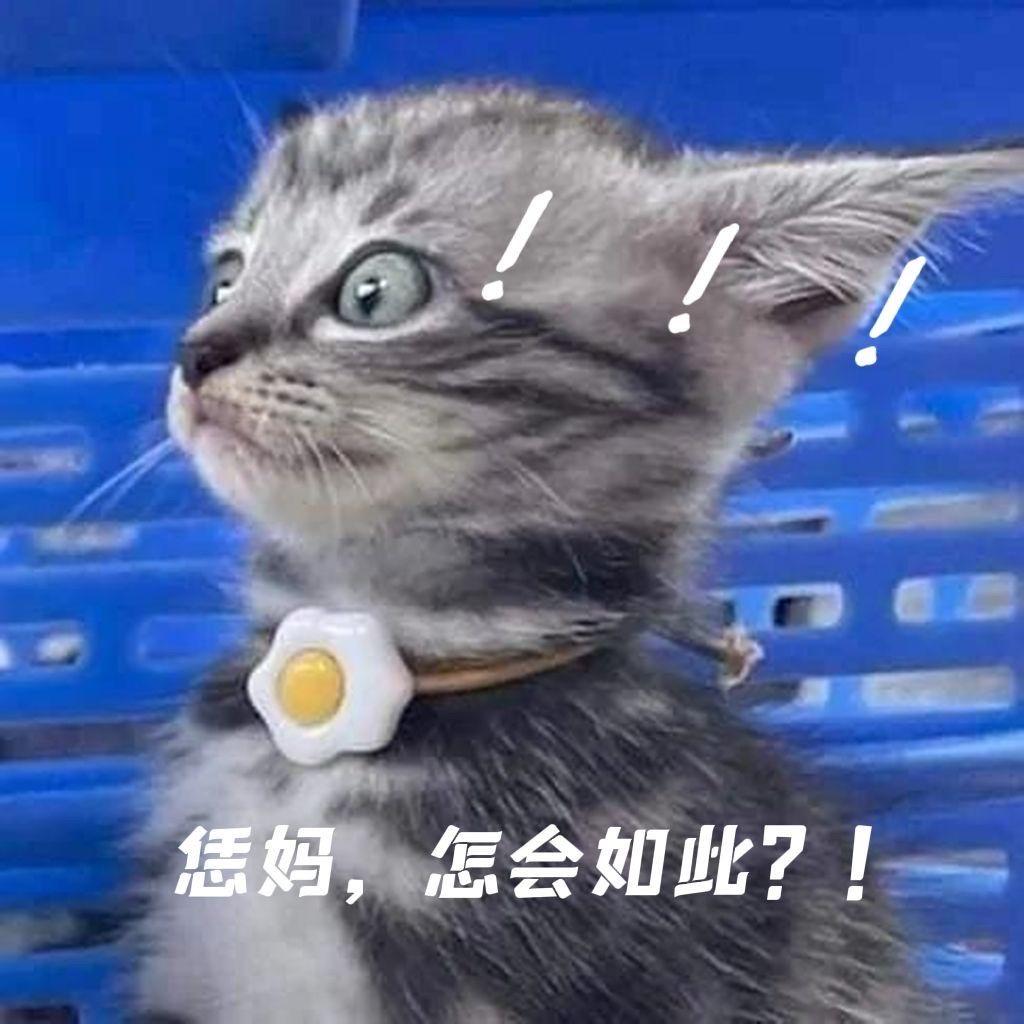 欧拉芭蕾猫 女孩子的钱真的这么好赚吗？