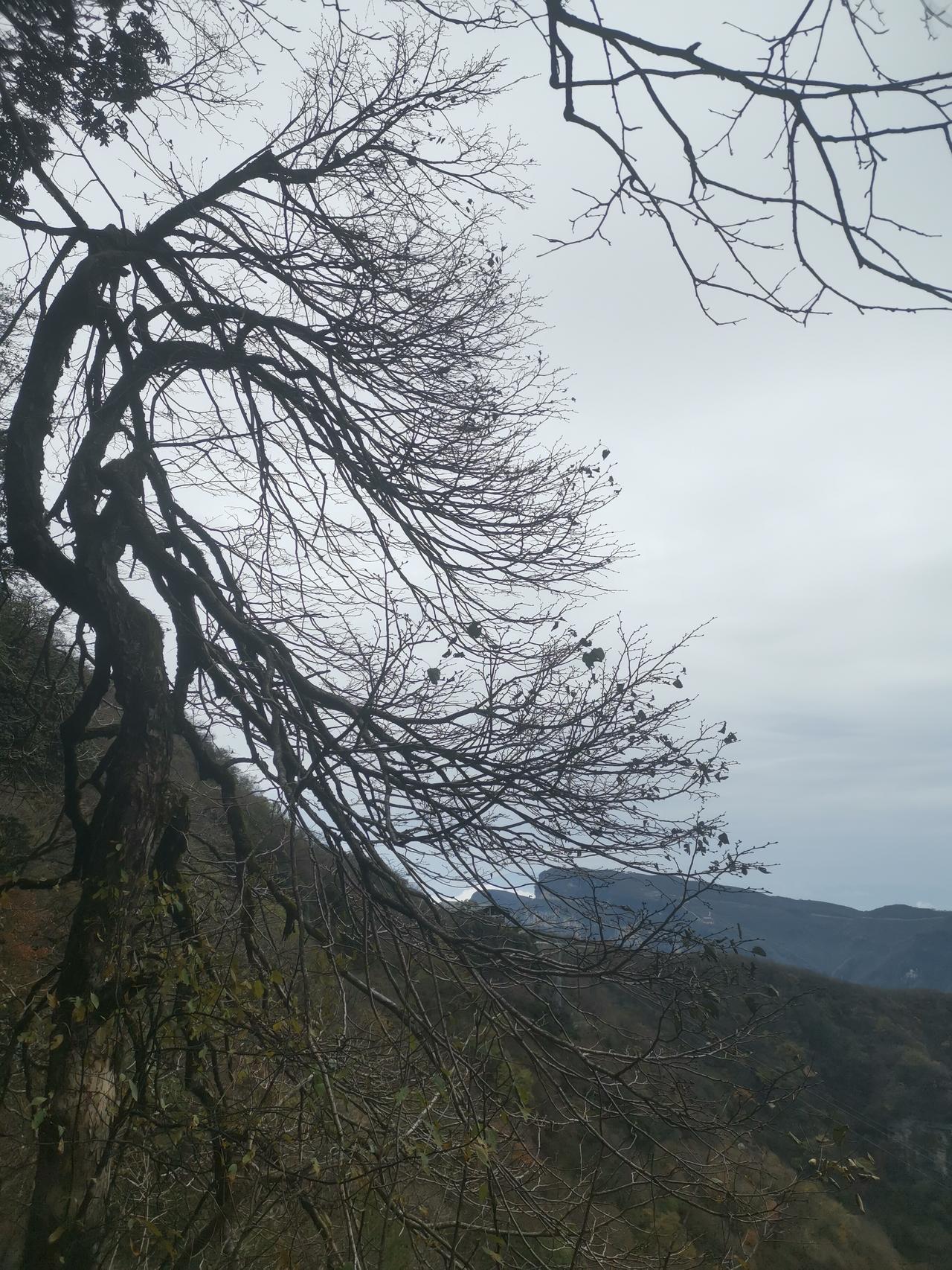 成都地区，22款途岳舒适版，落地价格是多少？有图吗？